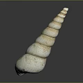 Marine Snail With Spiral Shaped Shell Featuring Cream And Brown Stripes