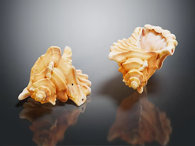Natural Conch Shell Decorative Ornament Set With Peach Color And Textured Reflective Base 3d model