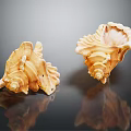 Natural Conch Shell Decorative Ornament Set With Peach Color And Textured Reflective Base