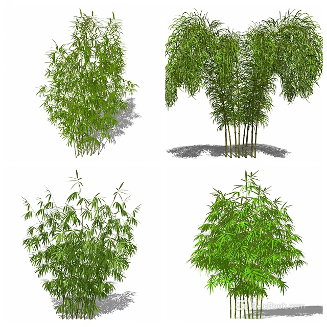 Different Bamboo Varieties Showcasing Various Heights and Green Foliage 3d model 