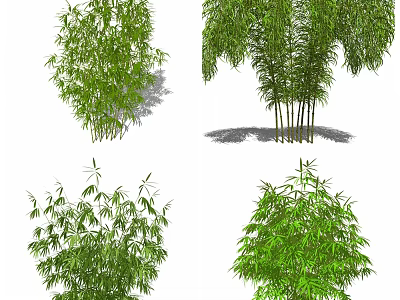 Different Bamboo Varieties Showcasing Various Heights and Green Foliage 3d model