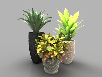 Stylish Potted Plants with Green and Variegated Leaves in Decorative Pots 3d model