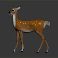 Cute Fawn With Orange Body White Belly And Spots Standing On Dark Background With Reflection