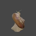 Detailed Snail Close Up With Brown Shell And Extended Antennae On Gray Background