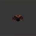 Colorful Iridescent Beetle With Shiny Metallic Body And Red Eyes