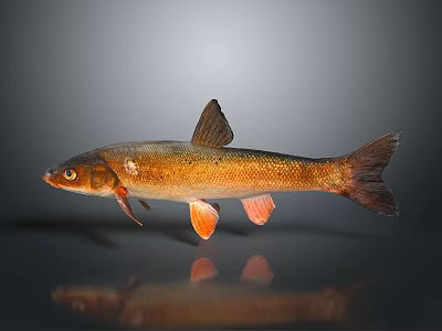 Detailed View Of Brown Fish With Orange Fins And Reflection On Dark Surface 3d model