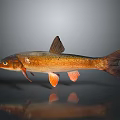 Detailed View Of Brown Fish With Orange Fins And Reflection On Dark Surface