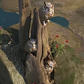 Majestic Owl Perched in Tree Hollow Surrounded by Rocks and Red Flowers