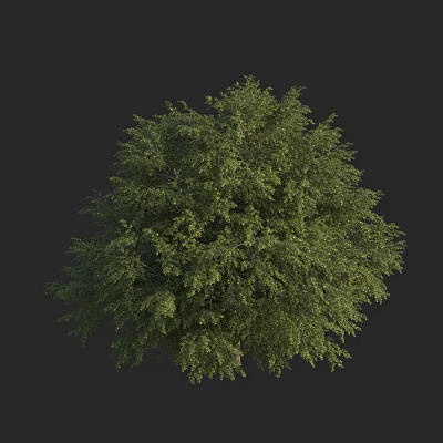 Arbor With Lush Green Foliage And Full Crown In Natural Environment 3d model