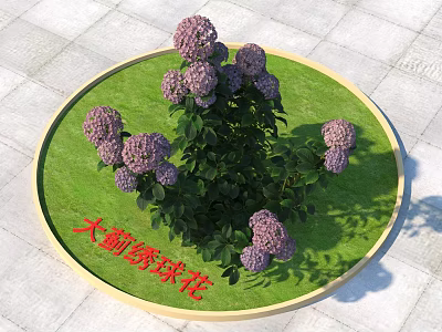 Beautiful Purple Hydrangea Flowers In Circular Grassy Garden Bed With Green Foliage 3d model