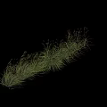 Big Anemanthele lessoniana Ornamental Grasses For Garden Landscape With Feathery Green Foliage