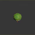 Three Green Spherical Plants With Scaly Leaves Brown Trunks And Reflections On Gray Gradient Background