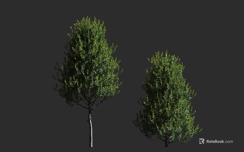 Two Arbor Trees with Green Foliage and Straight Trunks Natural Outdoor Look 3d model 