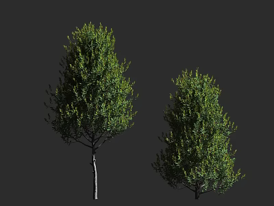 Two Arbor Trees with Green Foliage and Straight Trunks Natural Outdoor Look 3d model