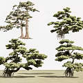 Yingke Pine Luo Han Pine Duanjing Garden Landscaping Pine Tree Landscaping Tea Room Model Tree Dry Landscape Pine Tree 3d model
