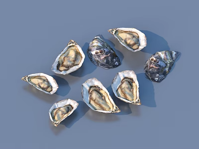 Fresh Opened Oysters as Delicious Seafood on Blue Background 3d model