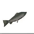 Whole Fresh Salmon Fish With Silver Scales And Natural Healthy Look