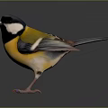 Colorful Bird With Black Head White Cheek Yellow Body Blue Gray Wings And Orange Claws