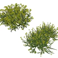Lush Green Flowering Bushes With Small Yellow Blooms And Dense Foliage