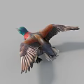 Flying Duck with Green Head Red Neck and Brown Wings in Flight