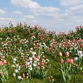 Beautiful Park Landscape With Colorful Flowers Green Grass And Blue Sky Clouds
