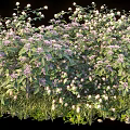 Lush Green Leaf Shrub With White And Purple Flowers In Bushy Natural Growth