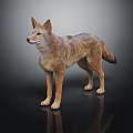 Standing Coyote With Realistic Brown Gray Fur And Reflection On Dark Background