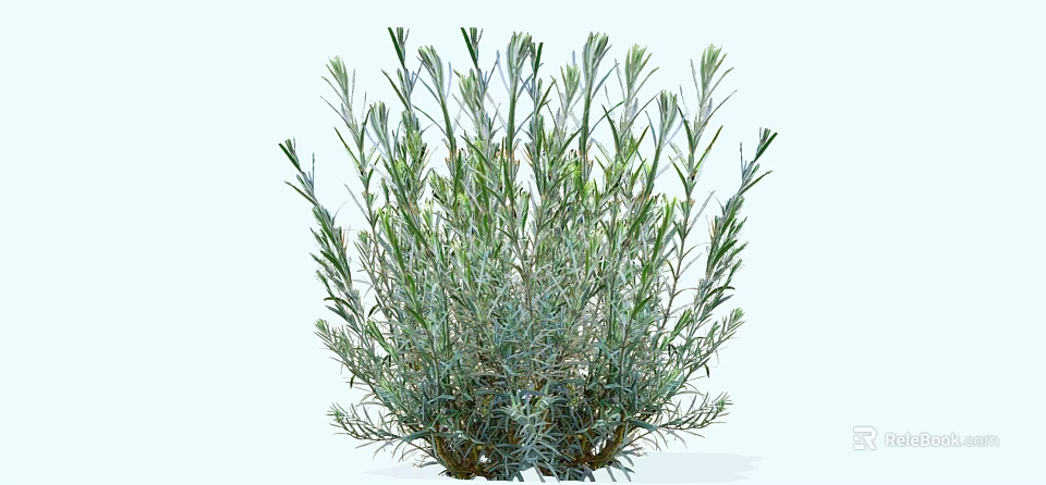 Lush Garden Shrub with Dense Foliage and Slender Silver Green Leaves 3d model 