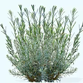 Lush Garden Shrub with Dense Foliage and Slender Silver Green Leaves
