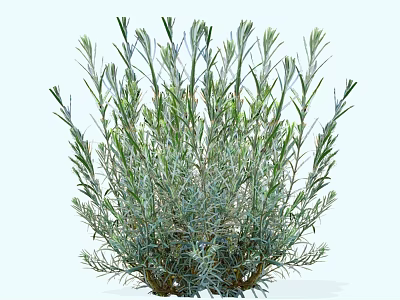 Lush Garden Shrub with Dense Foliage and Slender Silver Green Leaves 3d model