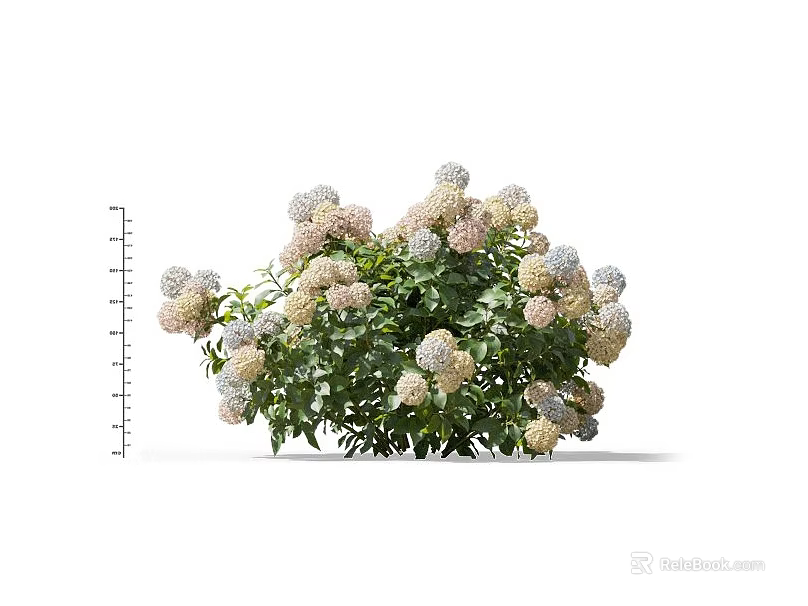 Beautiful Hydrangea Plant With Pink White Blooms And Green Leaves 3d model 