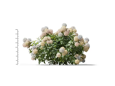 Beautiful Hydrangea Plant With Pink White Blooms And Green Leaves 3d model