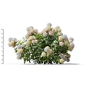 Beautiful Hydrangea Plant With Pink White Blooms And Green Leaves
