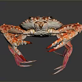 Fresh Orange White Spotted Crab With Red Legs Claws On Gray Reflective Background