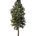 pine tree 3d model