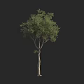 Green Leafy Arbor Tree with Slender Trunk and Branches Isolated on Black 3d model