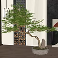 Modern Indoor Bonsai Tree in Concrete Pot with Wooden Floor and Storage Rack