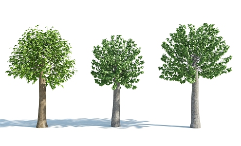 The Modern Tree 3d model