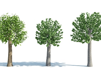 The Modern Tree 3d model