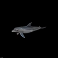 3D Dolphin Rendering in Jumping Pose on Light Background with Shadow 3d model