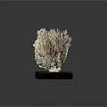 Marine Coral Specimen Featuring Fan Shaped Ivory White Structure On Black Base