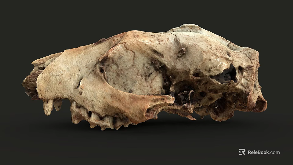 High Quality Anatomical Animal Skull Model For Medical Educational Equipment 3d model 