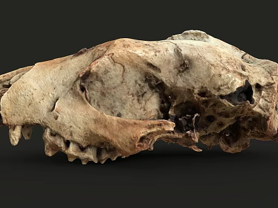 modern skull skull 3d model