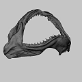 Shark Jaw Fossil With Sharp Teeth On Display In Museum Setting