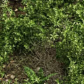 Lush Green Wild Plants Growing Among Natural Stones In Garden Area