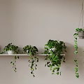 Indoor Green Plants Display On Wall Shelf With Hanging Potted Vines