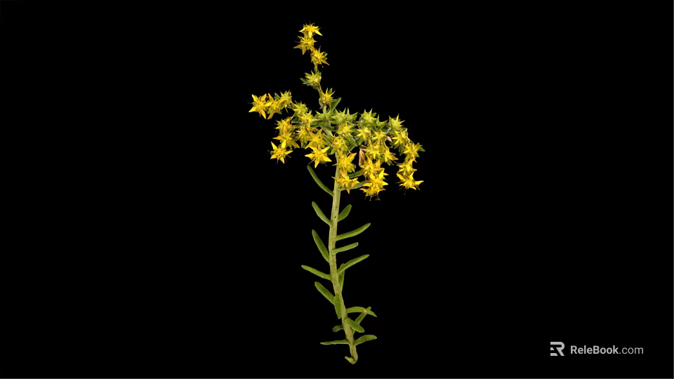 Vibrant Green Stem Plant With Numerous Small Yellow Flowers On Black Background 3d model 