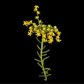 Vibrant Green Stem Plant With Numerous Small Yellow Flowers On Black Background
