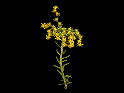 Vibrant Green Stem Plant With Numerous Small Yellow Flowers On Black Background 3d model