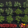 Crop Display Featuring Chili Plants String Of Red Chilies Sliced Fruits And Fresh Vegetables